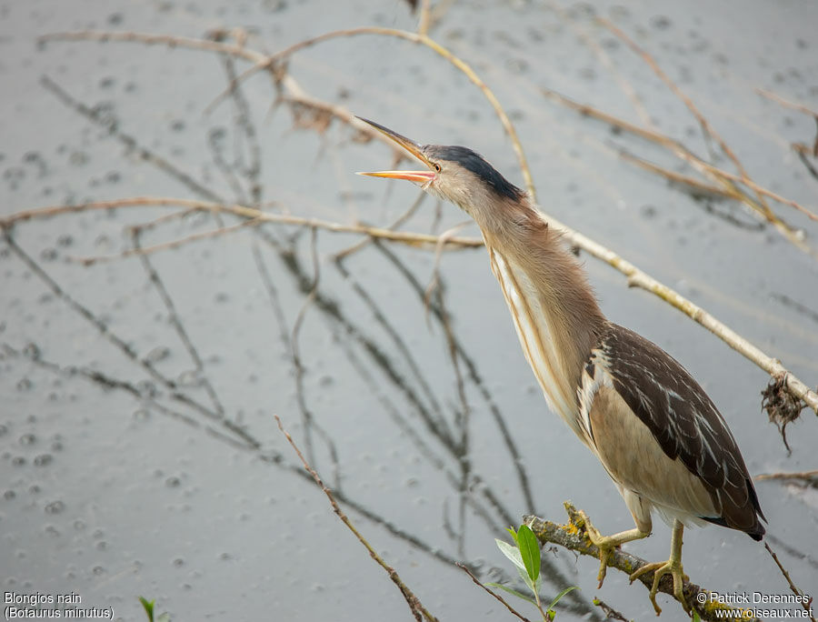 Little Bittern female adult, identification, Behaviour