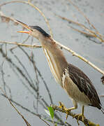 Little Bittern