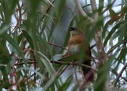 Cinnamon Bracken Warbler