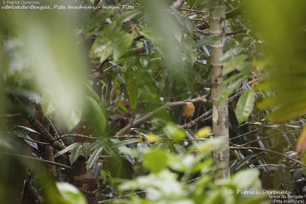 Brève du Bengale, identification, habitat