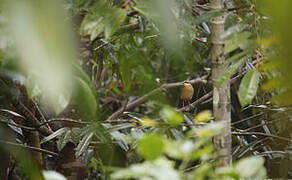 Indian Pitta