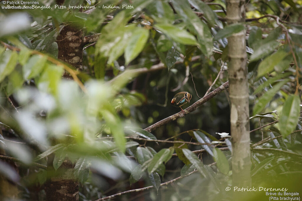 Brève du Bengale, identification, habitat