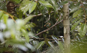 Indian Pitta