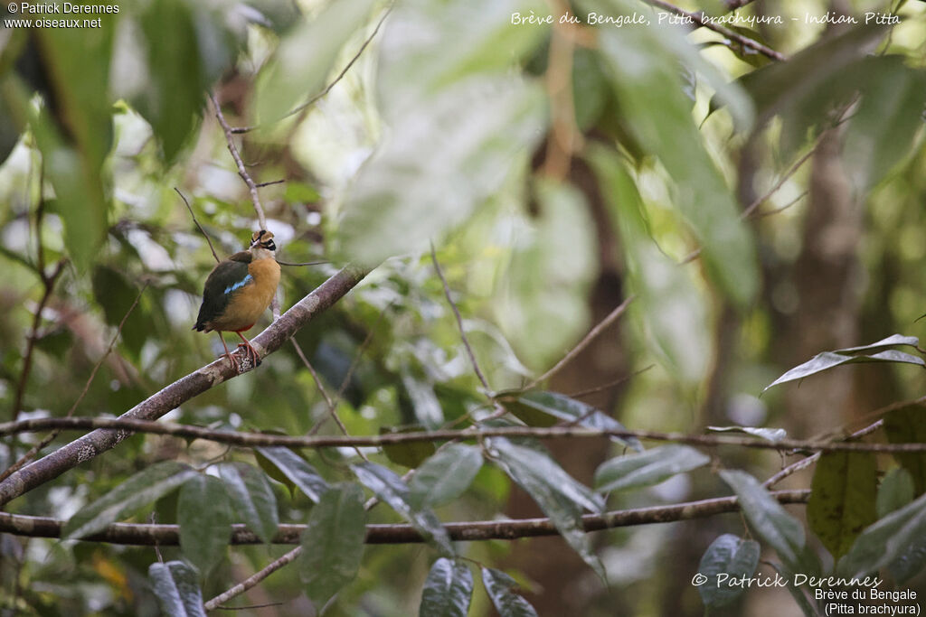 Indian Pitta, identification, habitat