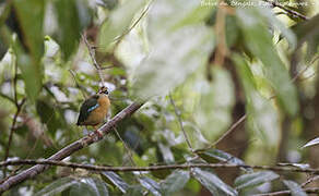 Indian Pitta