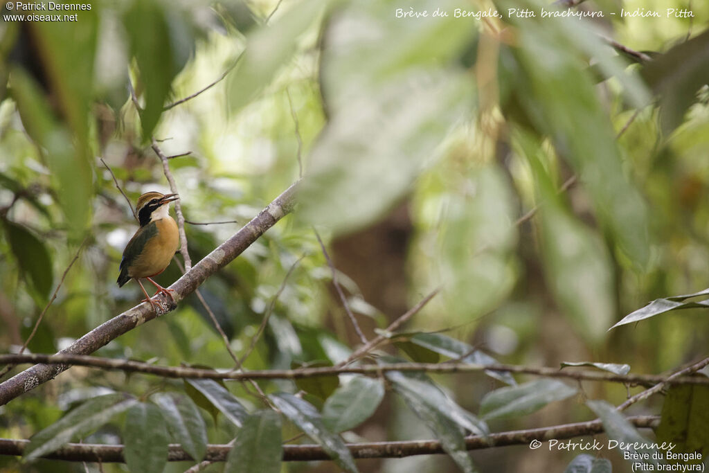 Brève du Bengale, identification, habitat, chant