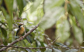 Indian Pitta