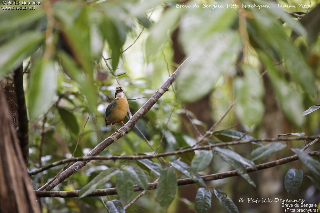 Indian Pitta, identification, habitat, song