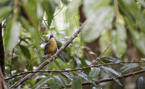 Indian Pitta