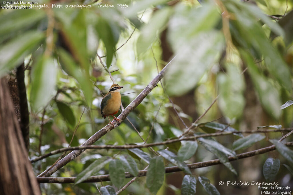 Indian Pitta, identification, habitat