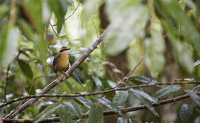 Indian Pitta