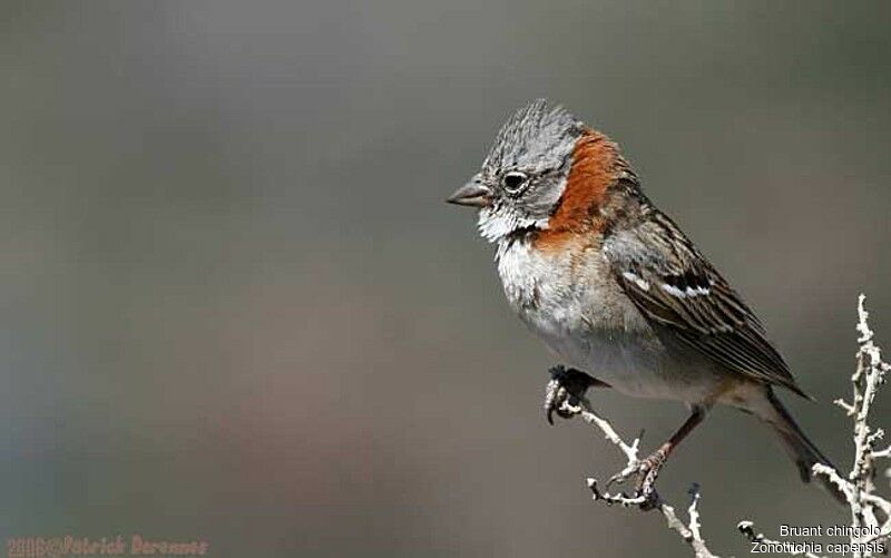 Rufous-collared Sparrowadult