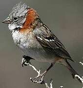 Rufous-collared Sparrow