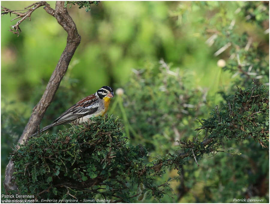 Somali Bunting male adult, habitat, pigmentation