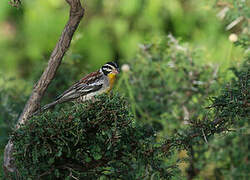 Somali Bunting