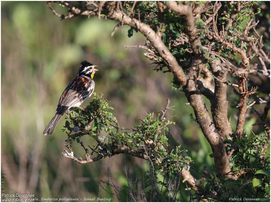 Somali Bunting male adult breeding, song