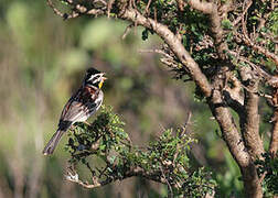 Somali Bunting