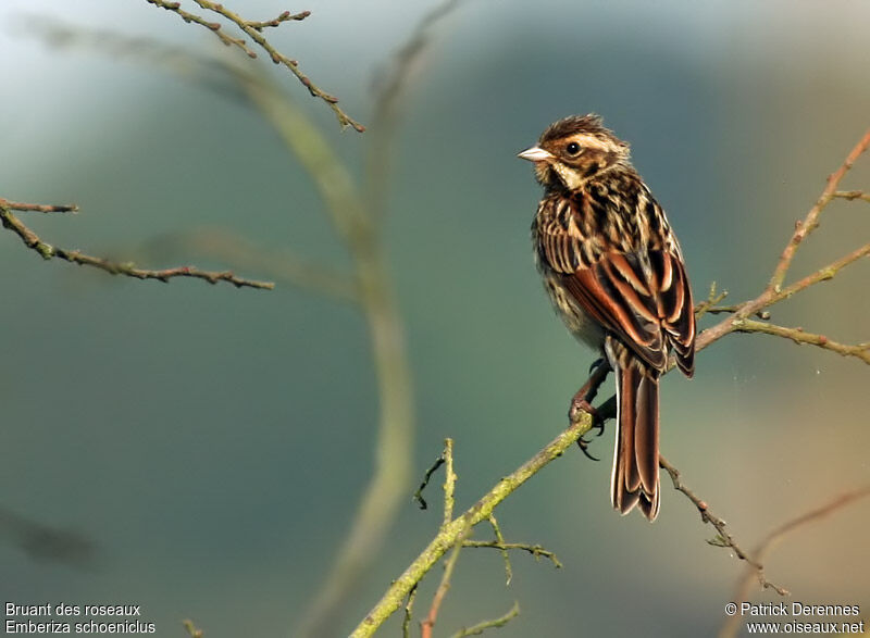 Common Reed Bunting