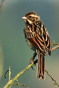 Common Reed Bunting