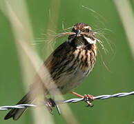 Common Reed Bunting