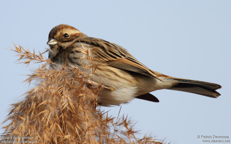 Common Reed Bunting, identification, feeding habits