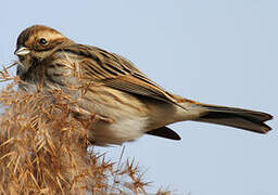 Common Reed Bunting