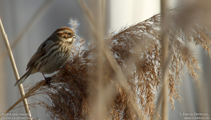 Bruant des roseaux, identification, régime