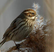 Common Reed Bunting