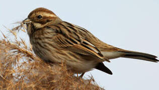 Common Reed Bunting