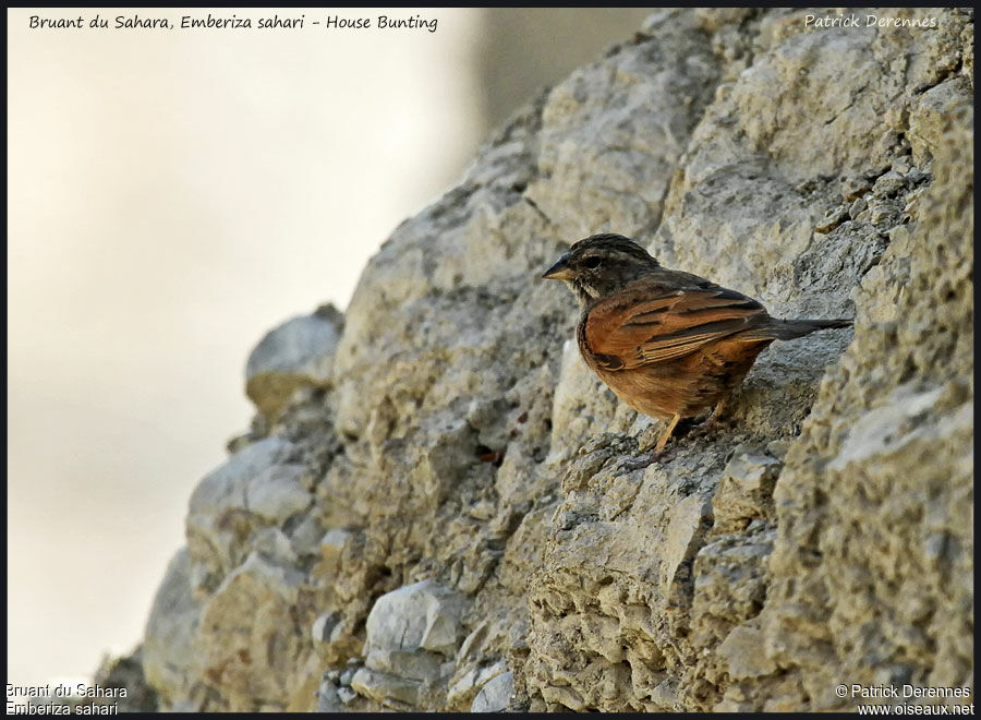 House Bunting female