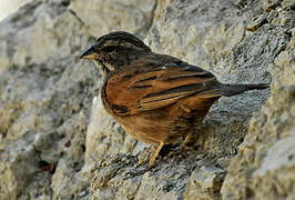 House Bunting