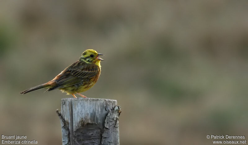 Yellowhammer male adult breeding