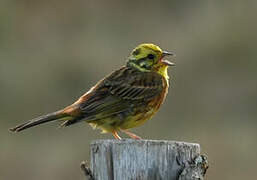 Yellowhammer