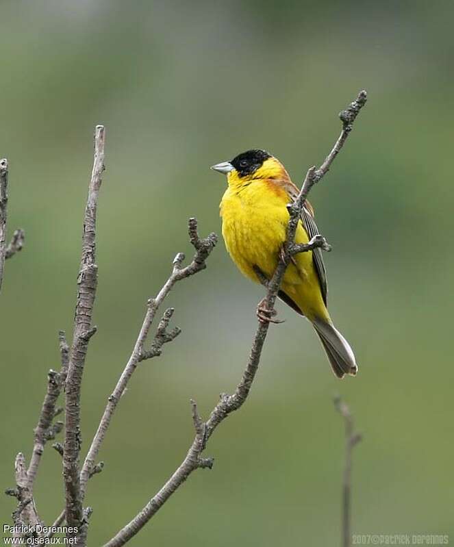 Black-headed Bunting male adult breeding, pigmentation