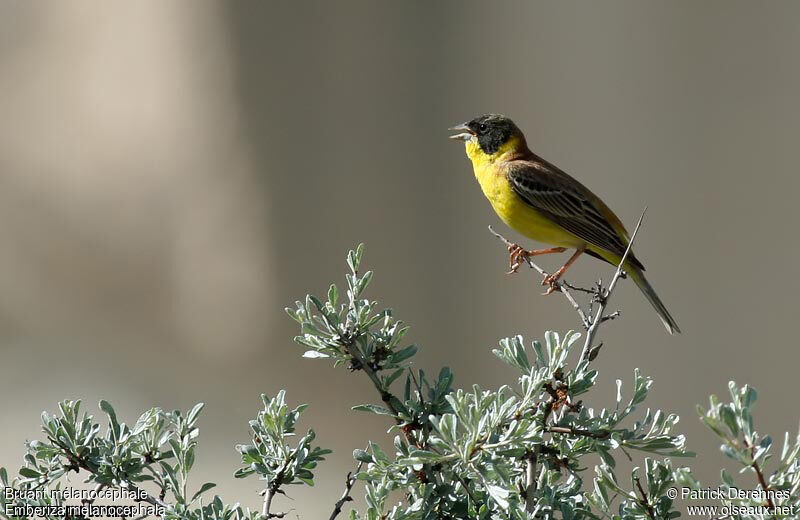 Black-headed Bunting male adult