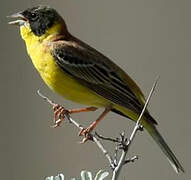 Black-headed Bunting