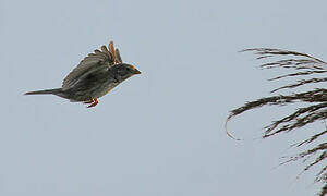 Corn Bunting