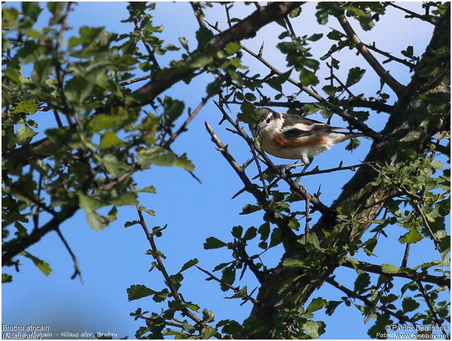 Brubruadult, identification, feeding habits