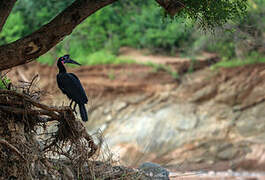 Abyssinian Ground Hornbill