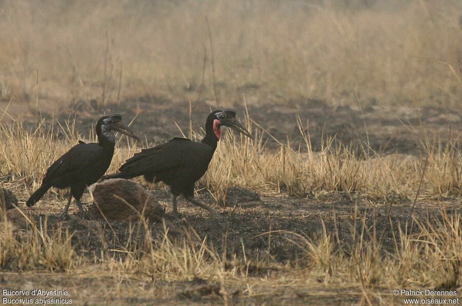 Abyssinian Ground Hornbill