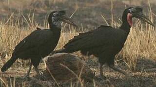 Abyssinian Ground Hornbill