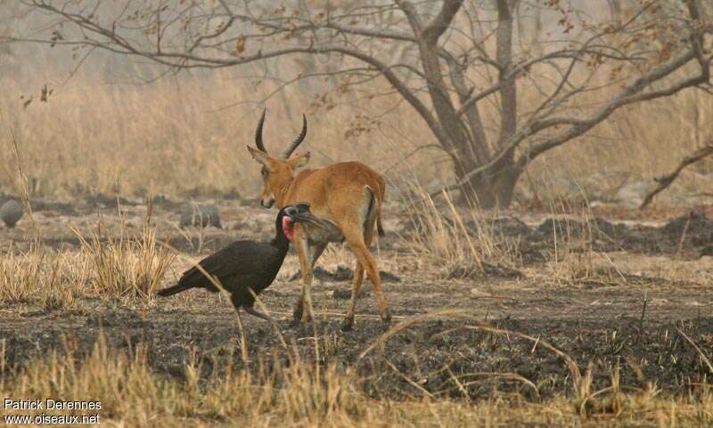 Bucorve d'Abyssinie mâle adulte, habitat, pêche/chasse