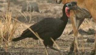 Abyssinian Ground Hornbill