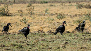 Abyssinian Ground Hornbill