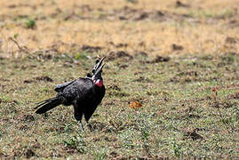 Abyssinian Ground Hornbill