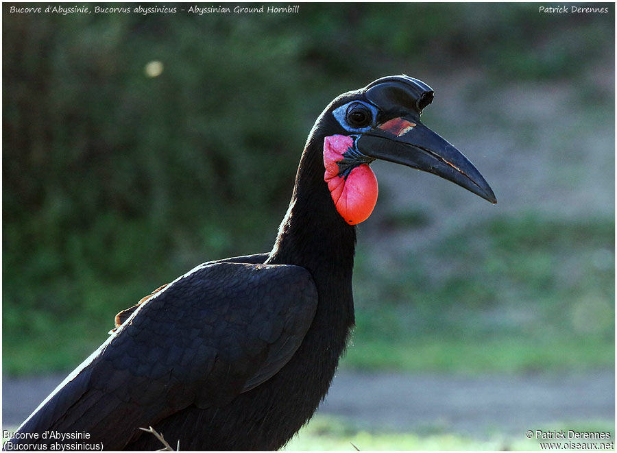 Abyssinian Ground Hornbill male adult, identification