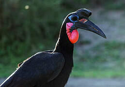 Abyssinian Ground Hornbill