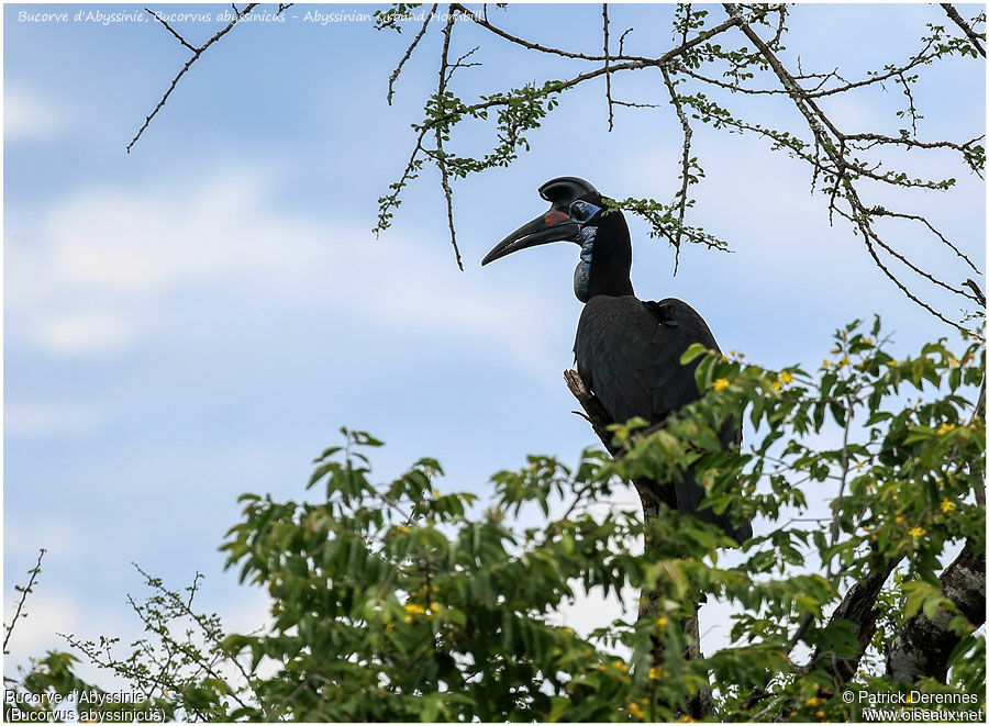 Abyssinian Ground Hornbill female adult, identification