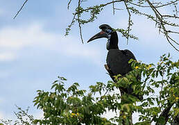 Abyssinian Ground Hornbill