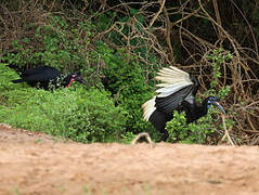 Abyssinian Ground Hornbill